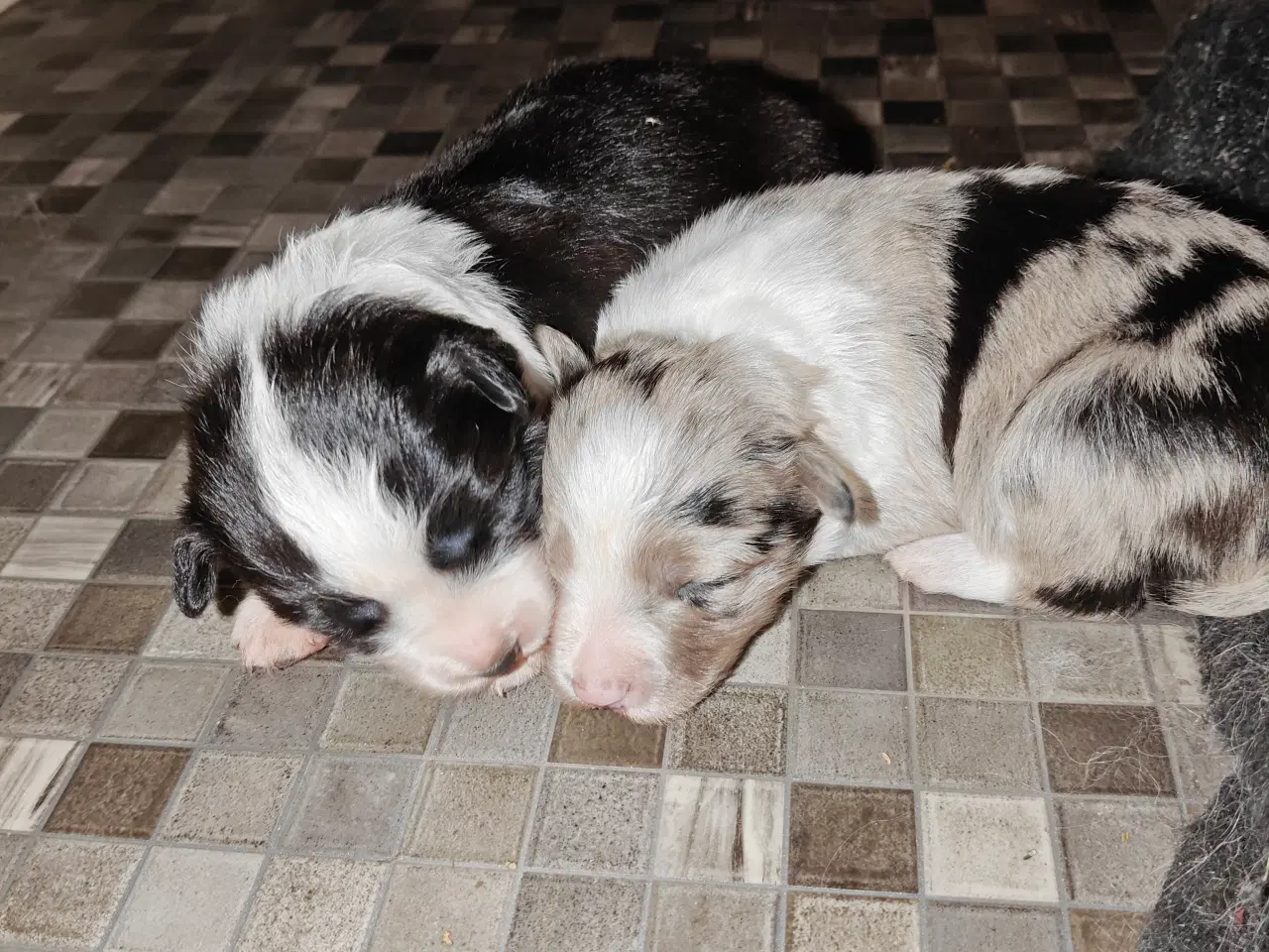 Billede 7 - Sødeste Border collie hvalpe