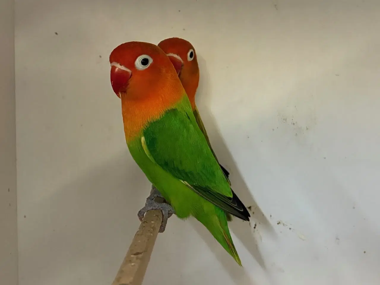 Billede 2 - Rødhovedet Dværgpapegøje