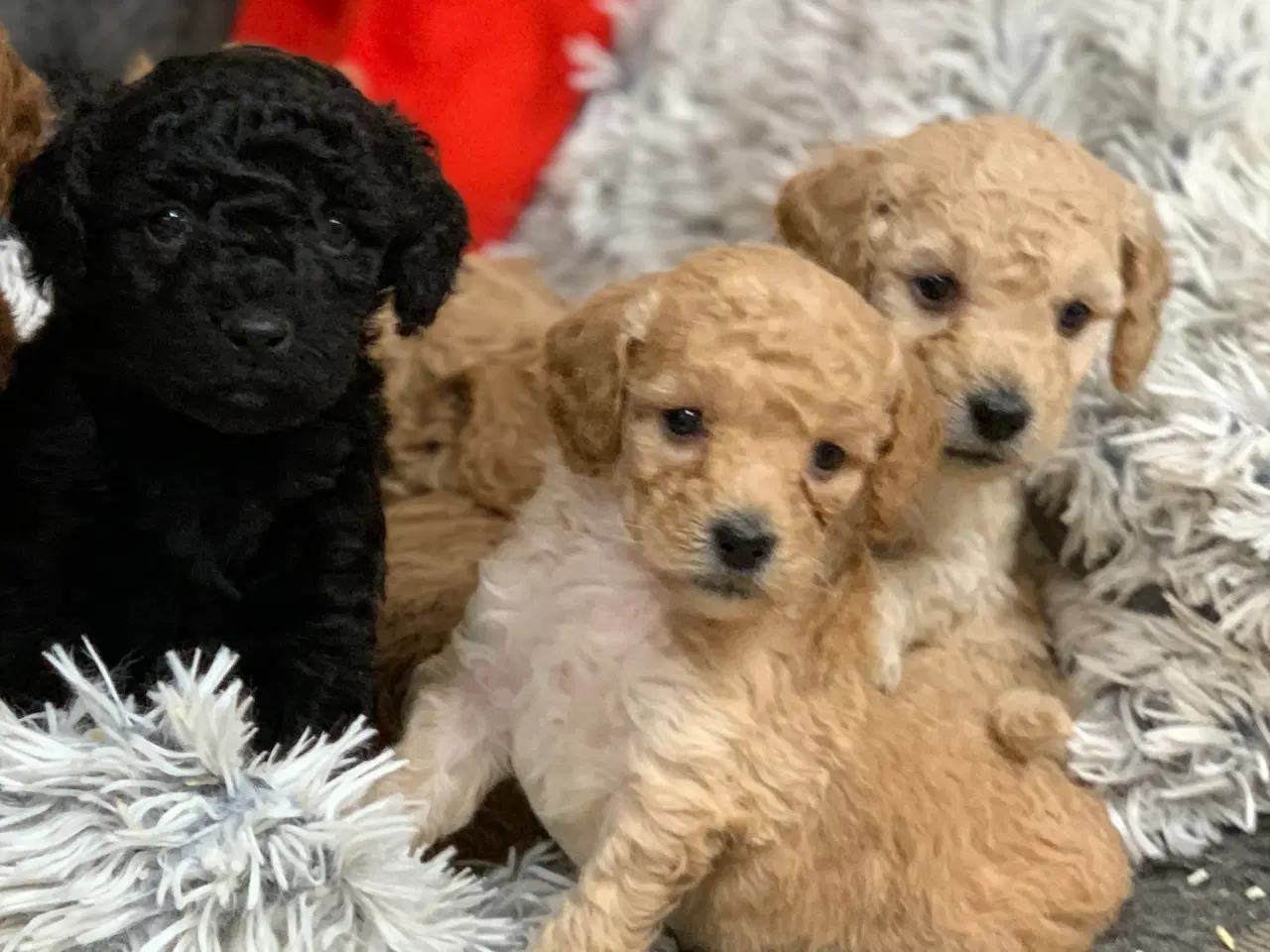 Billede 12 - Mini Golden Doodle babyer 