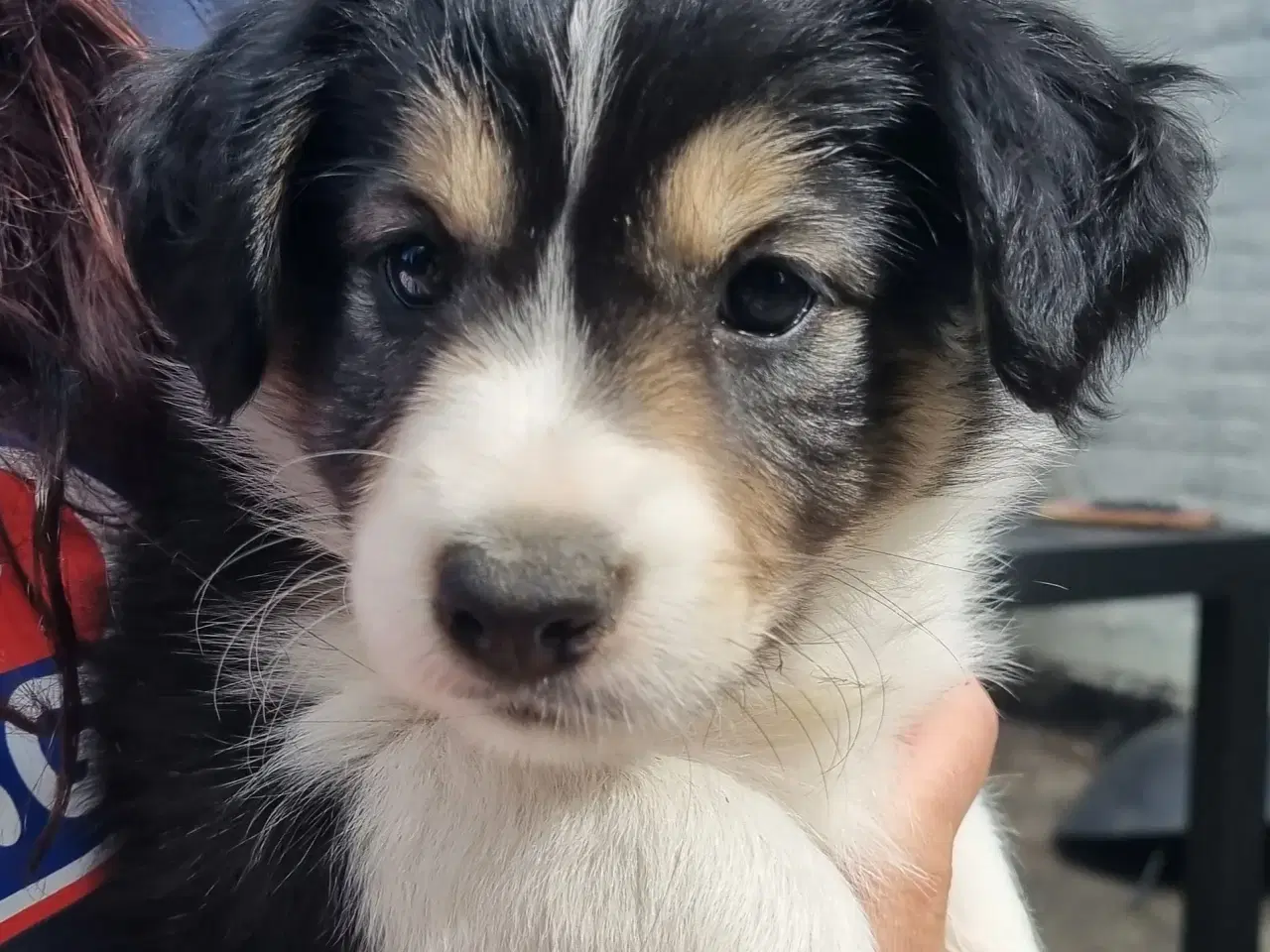 Billede 1 - Border colliehvalpe med stamtavle