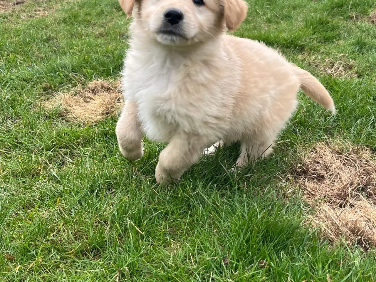 Billede 7 - 5 unikke blandingshvalpe sælges