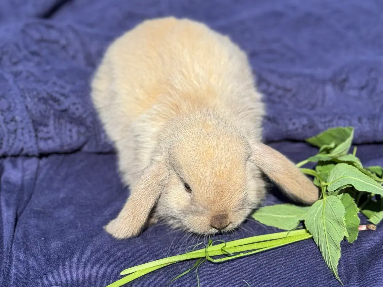 Billede 6 - Mini lop kanin unge