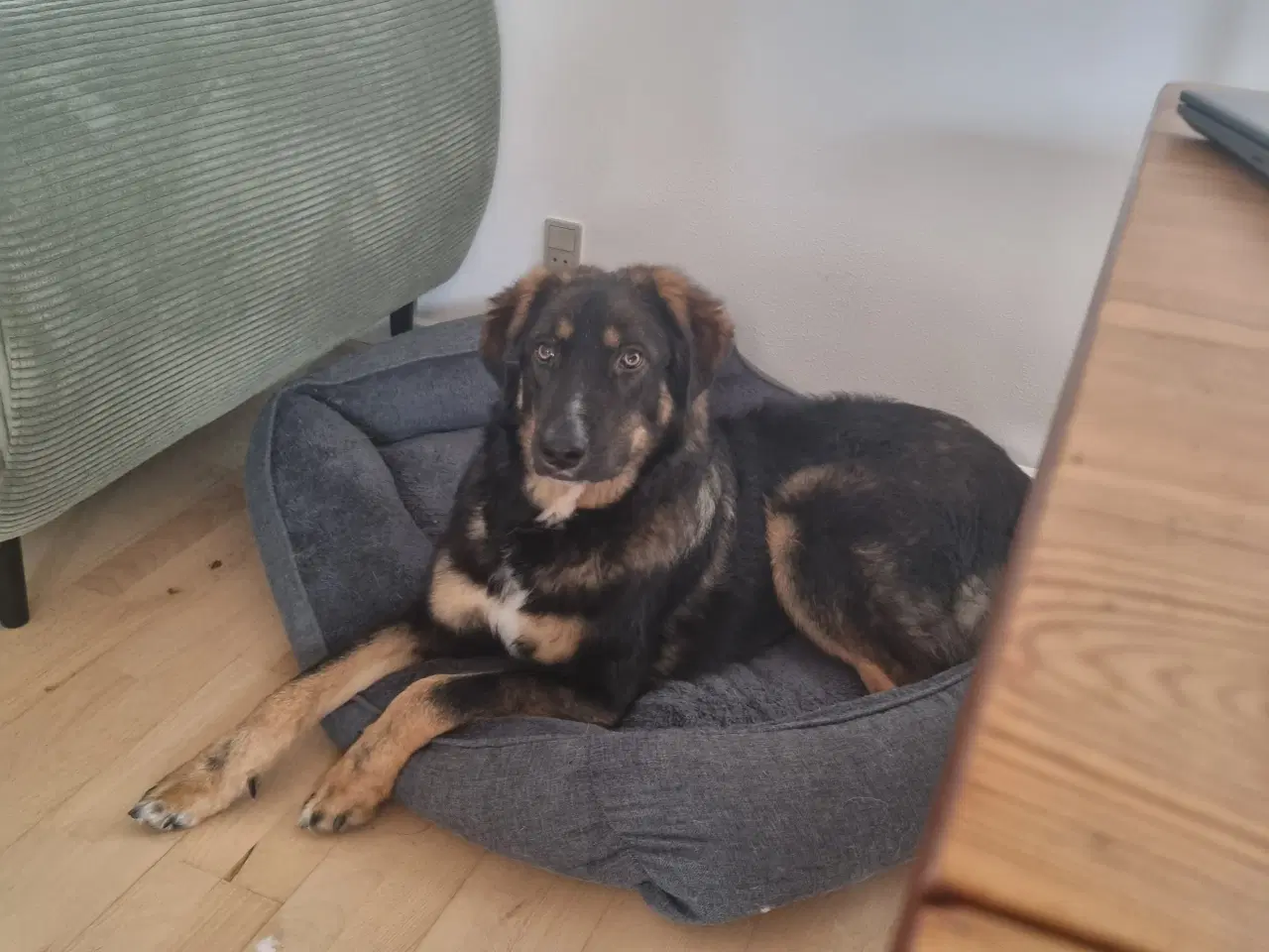 Billede 3 - Basse søger 4ever familie💙