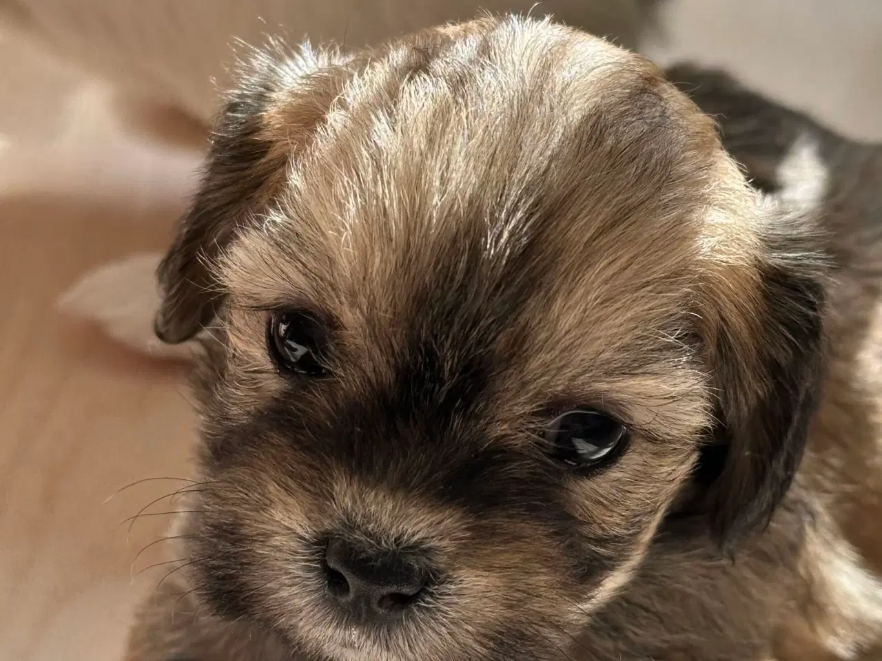 Billede 2 - Lhasa apso pige