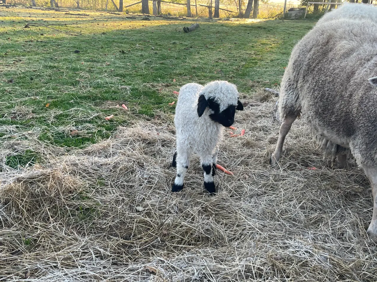 Billede 1 - Gimmerlam Valais Black Nose