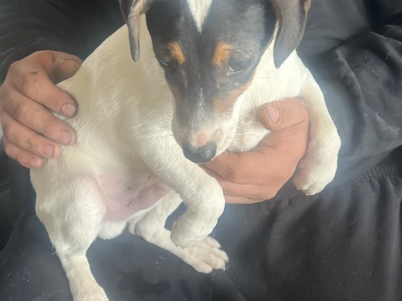 Billede 3 - Dansk svensk gårdhund