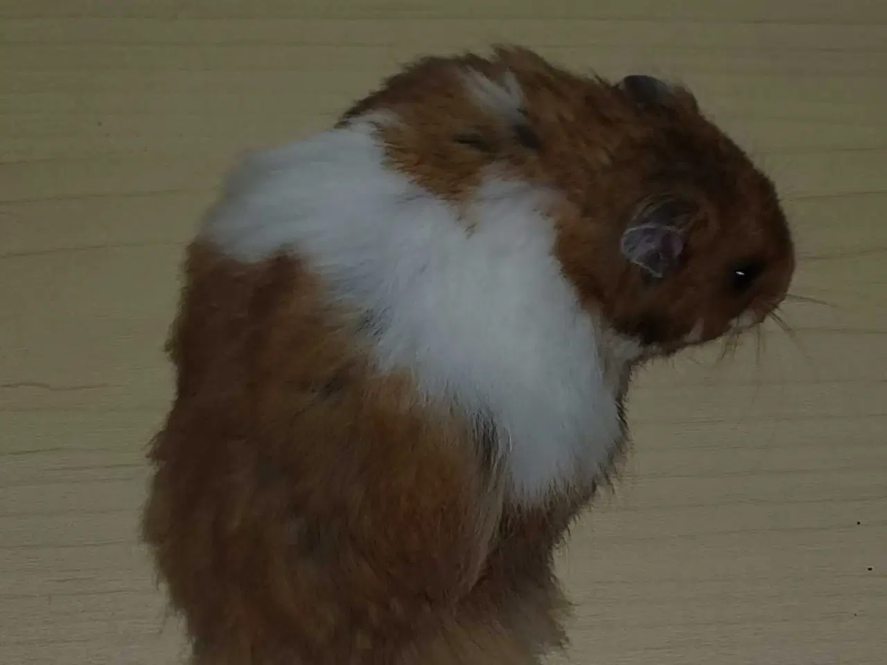 Billede 5 - Guldhamster unger 