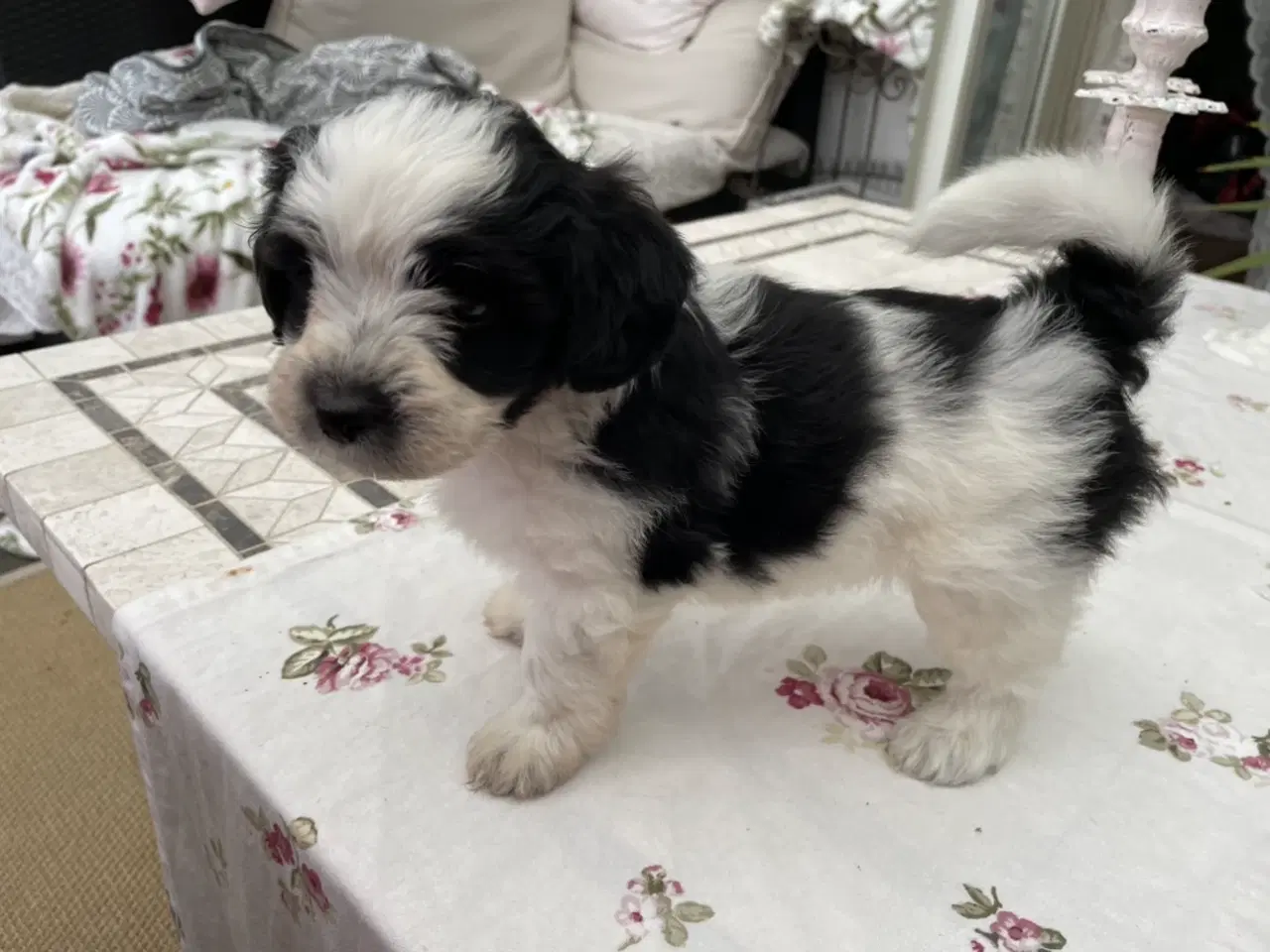 Billede 5 - Lhasa Doodle hvalpe