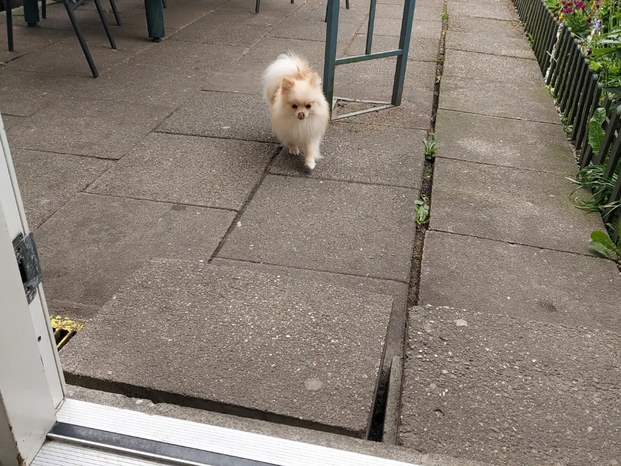 Billede 4 - Pomeranian hundnehvalp