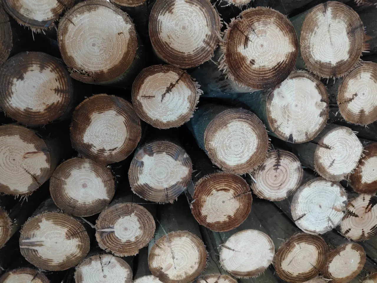 Billede 2 - Hegnspæle