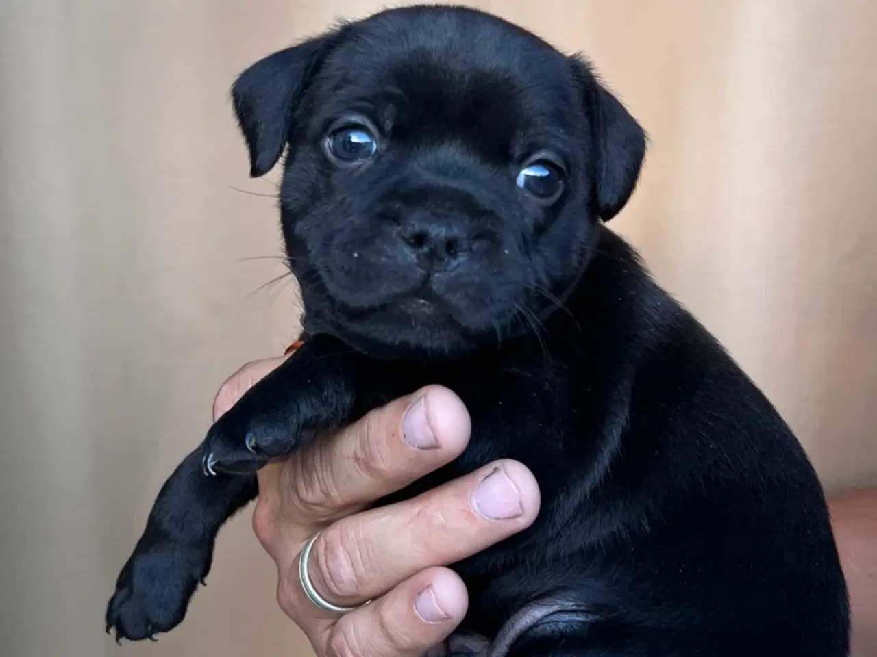 Billede 5 - Staffordshire Bull terrier