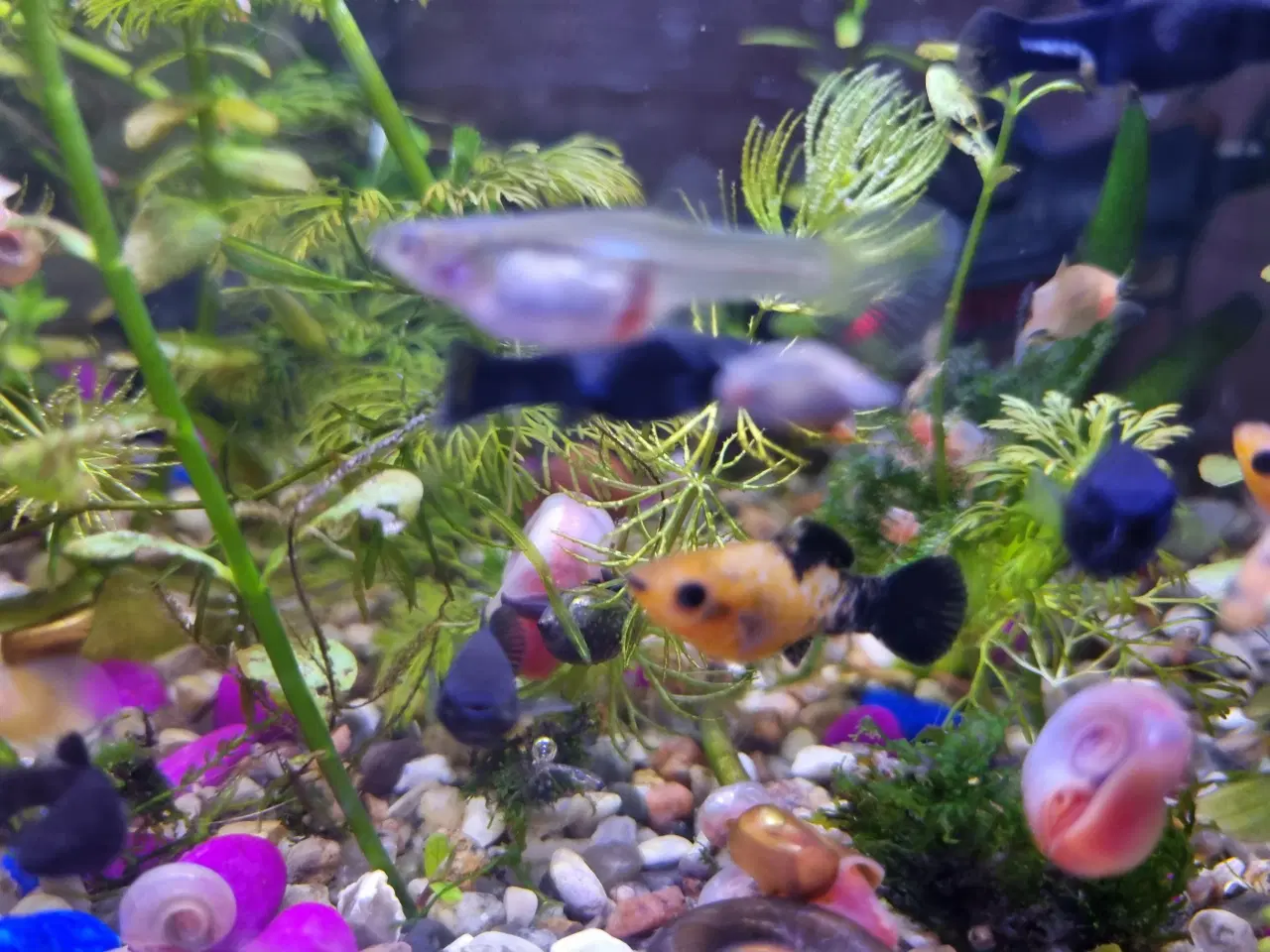 Billede 7 - Molly og guppy