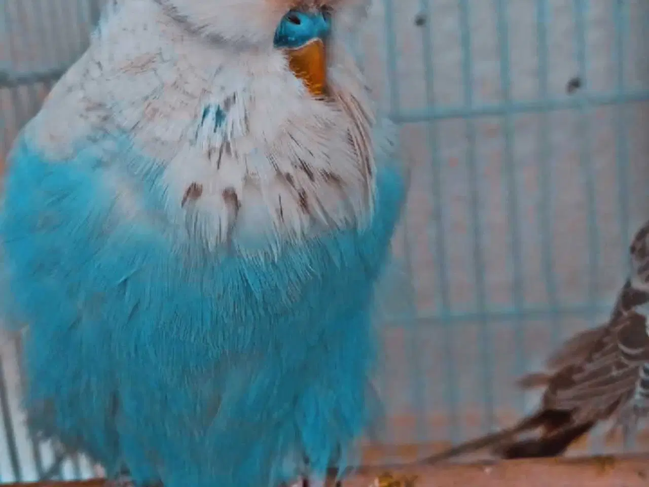 Billede 12 - Fin engelsk undulat han