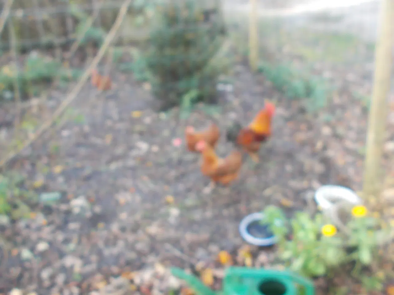 Billede 1 - dværghøns