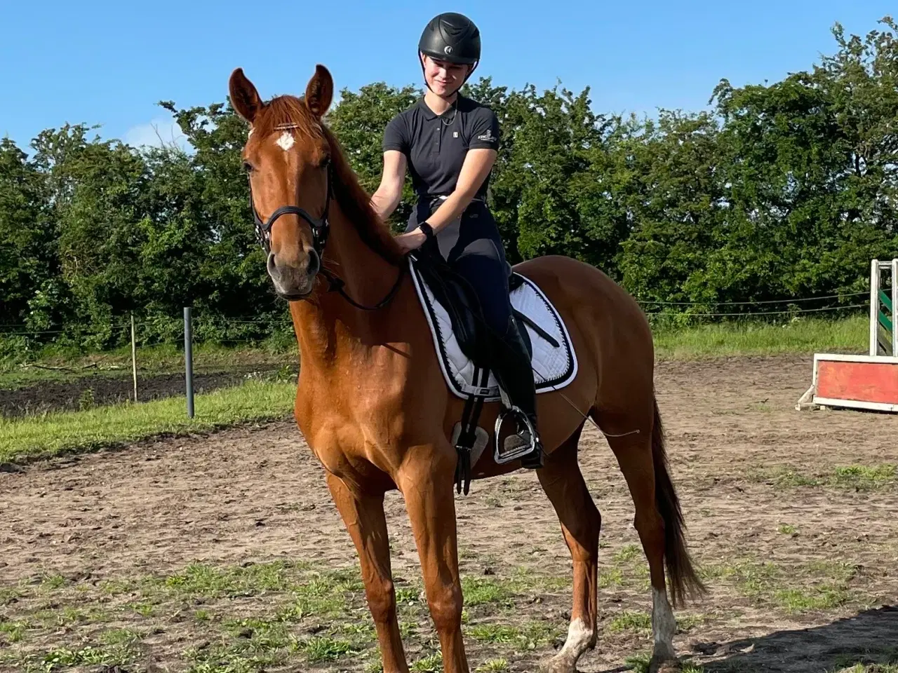 Billede 4 - Rød palomino hoppe 
