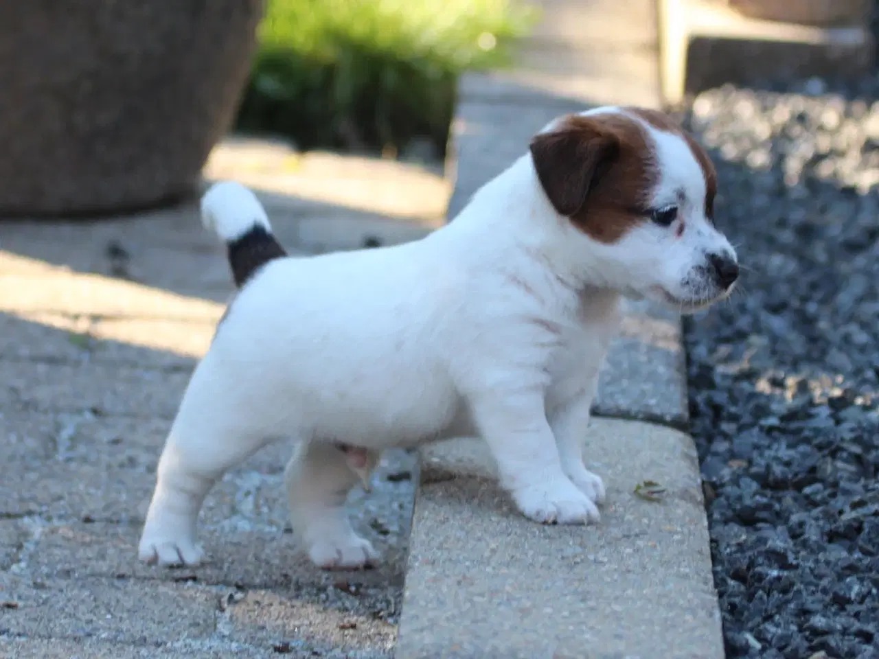 Billede 8 - Ægte Jack Russell terrier hvalpe sælges