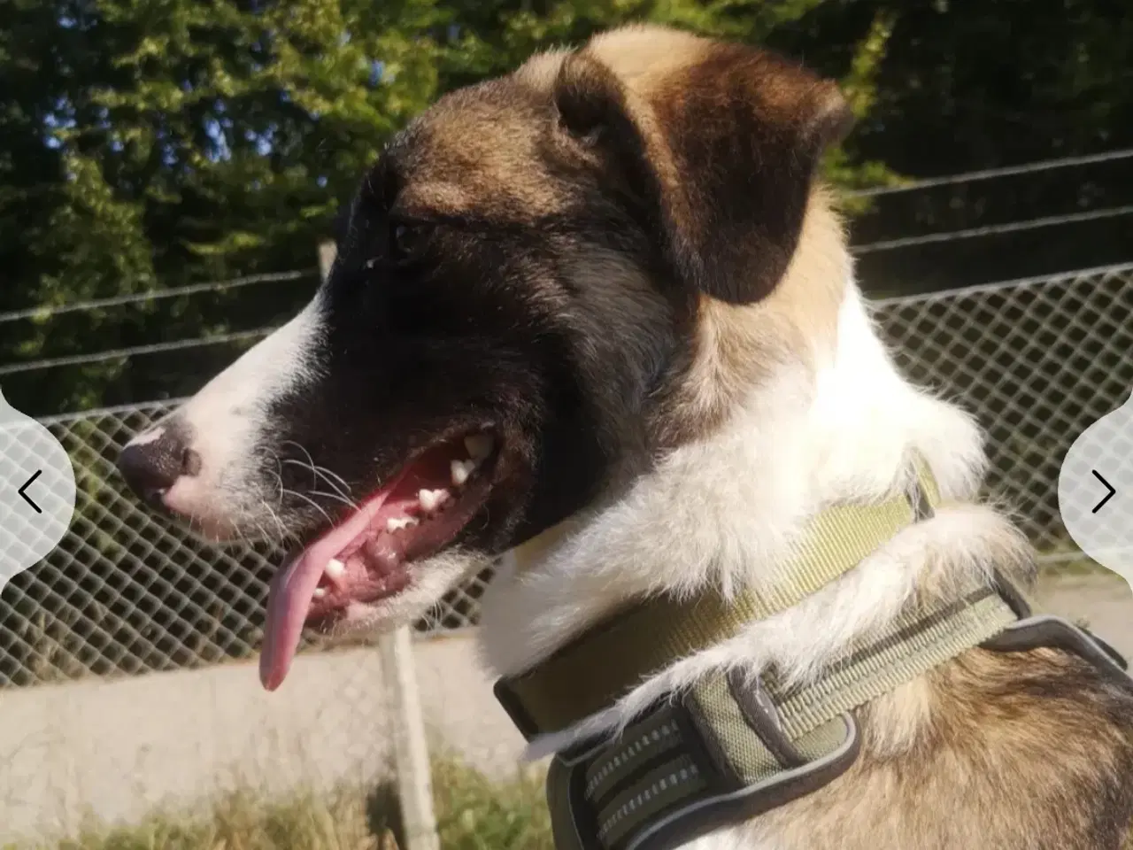 Billede 6 - Dave  omplacering 