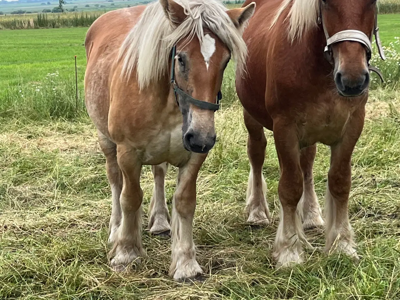 Billede 2 - Jyde hingst plag 