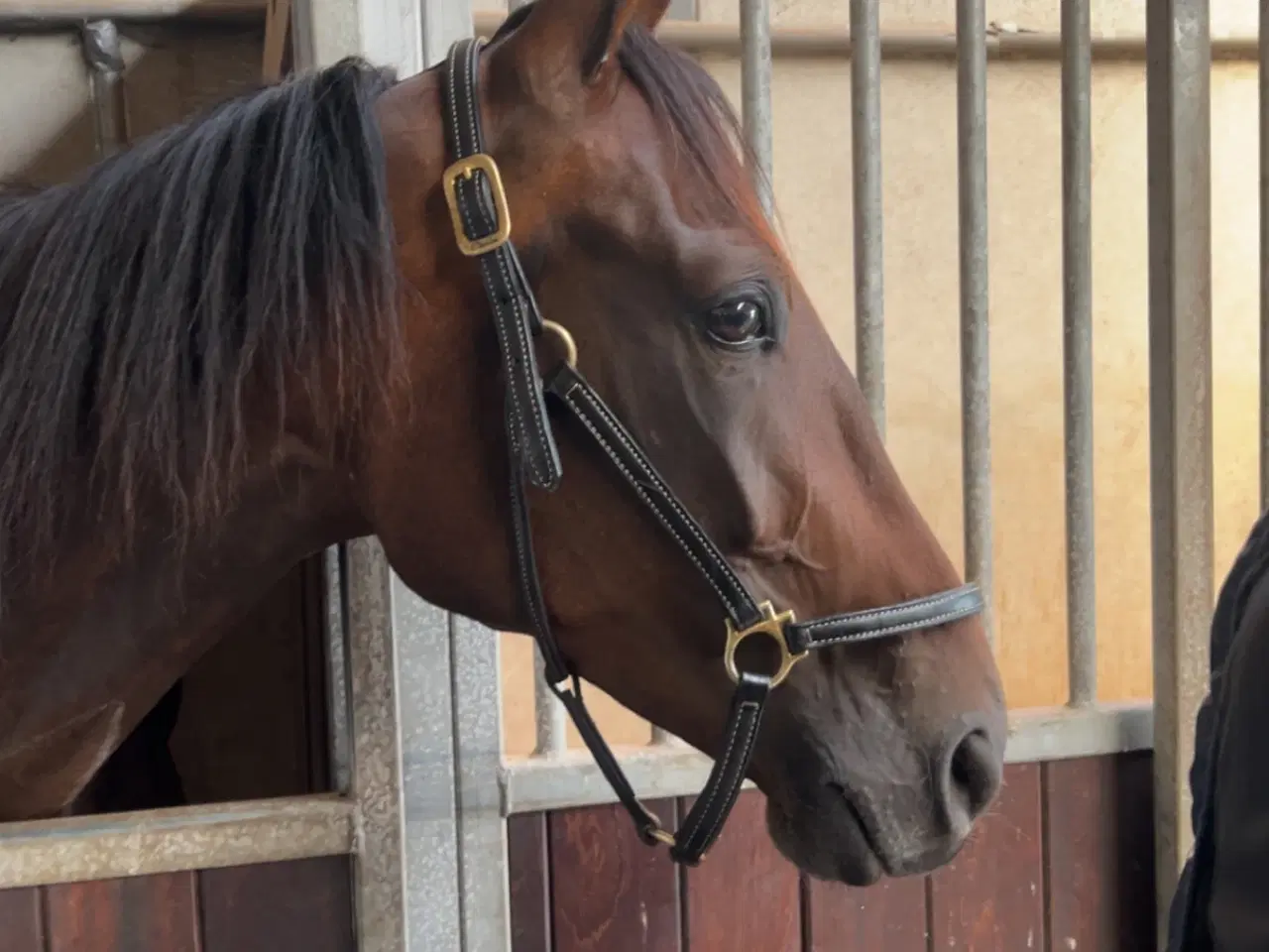 Billede 1 - Varmblods traver