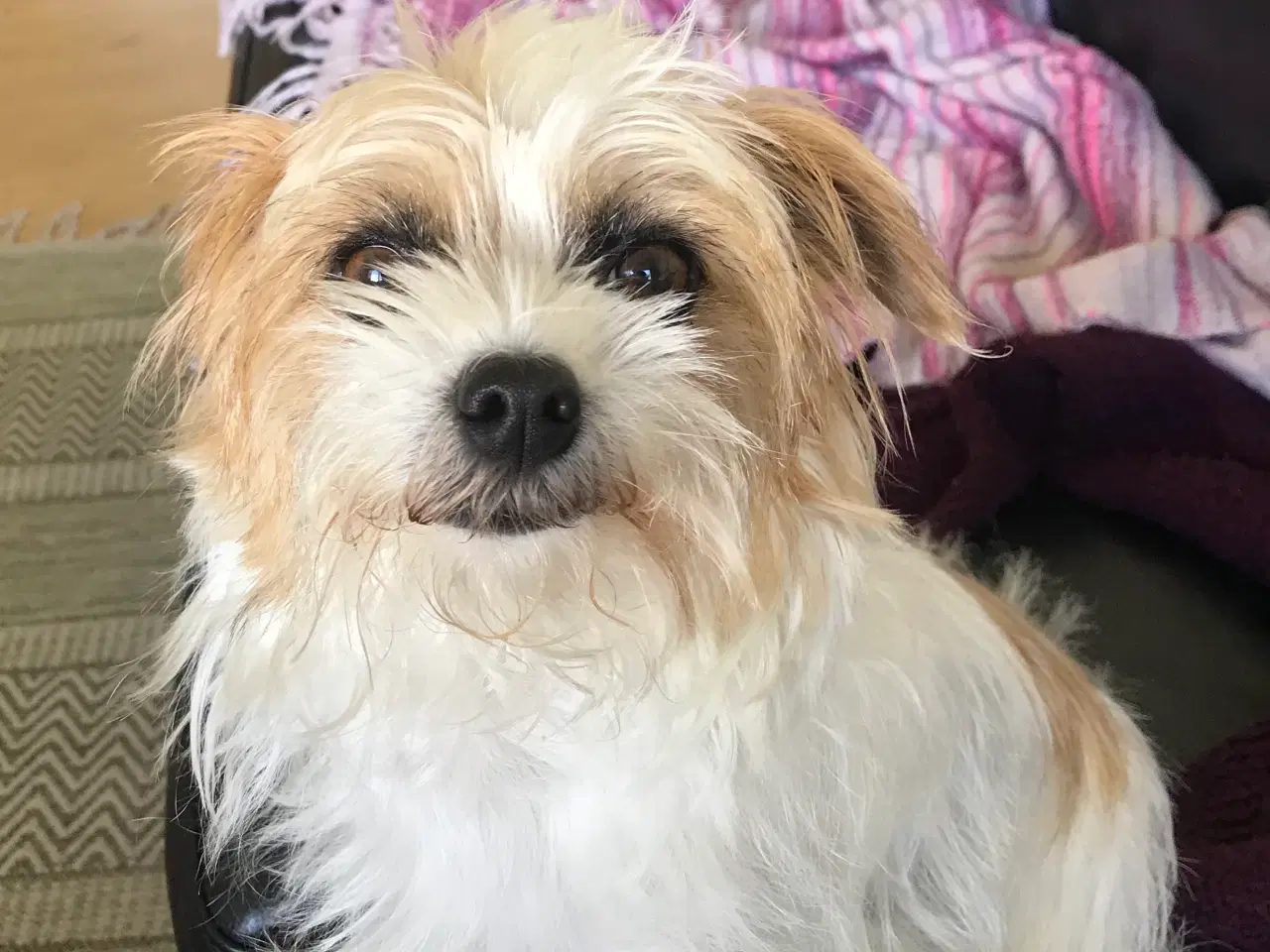 Billede 2 - Jack russell/malteser voksen tæve