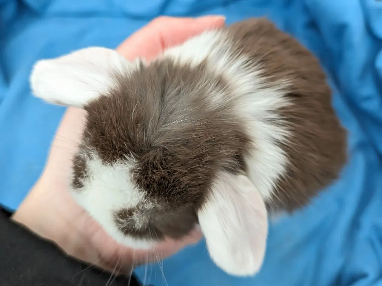 Billede 4 - Minilop kaninunge sælges 