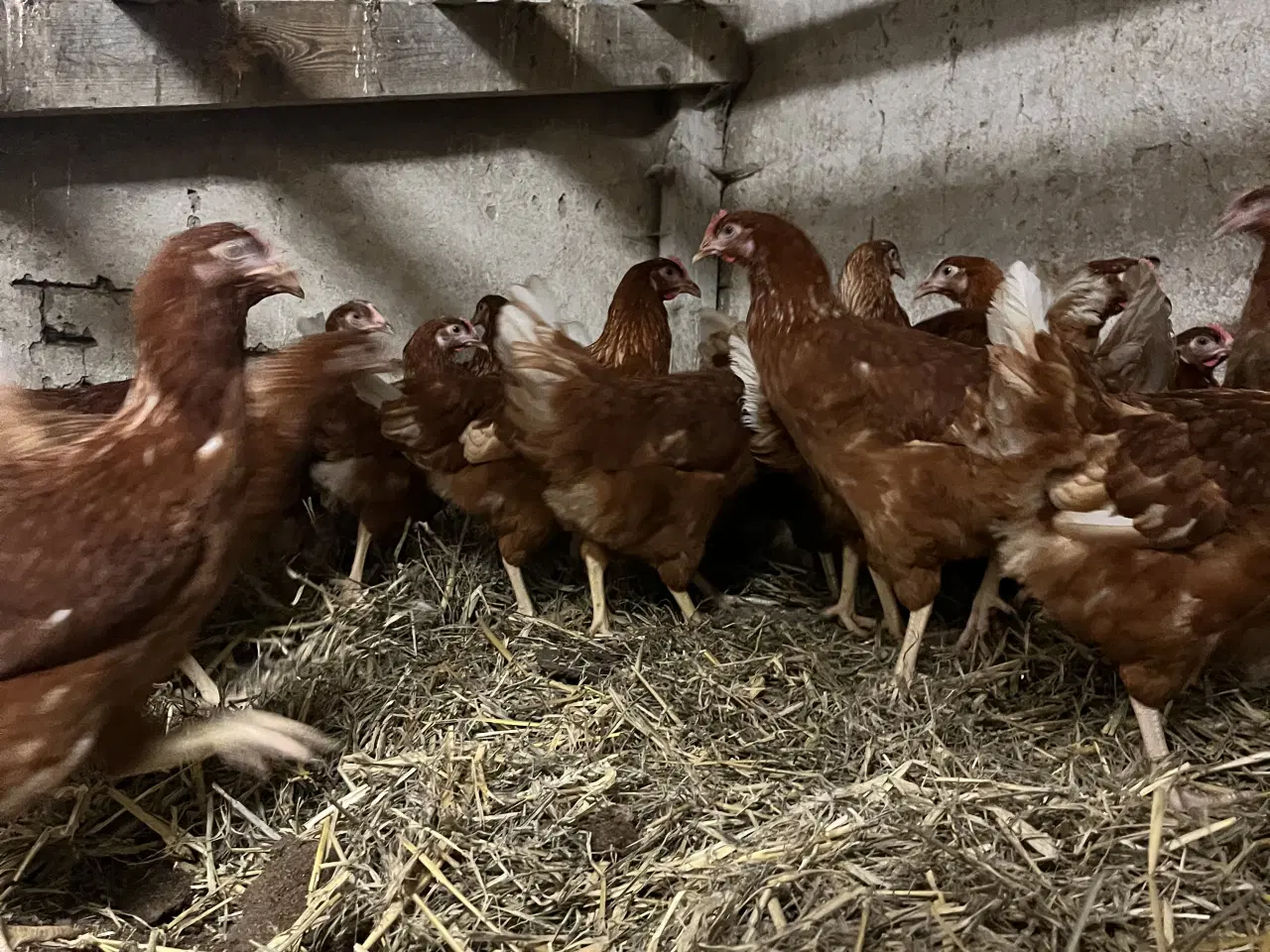 Billede 3 - Isa Brown / rød amerikaner høns