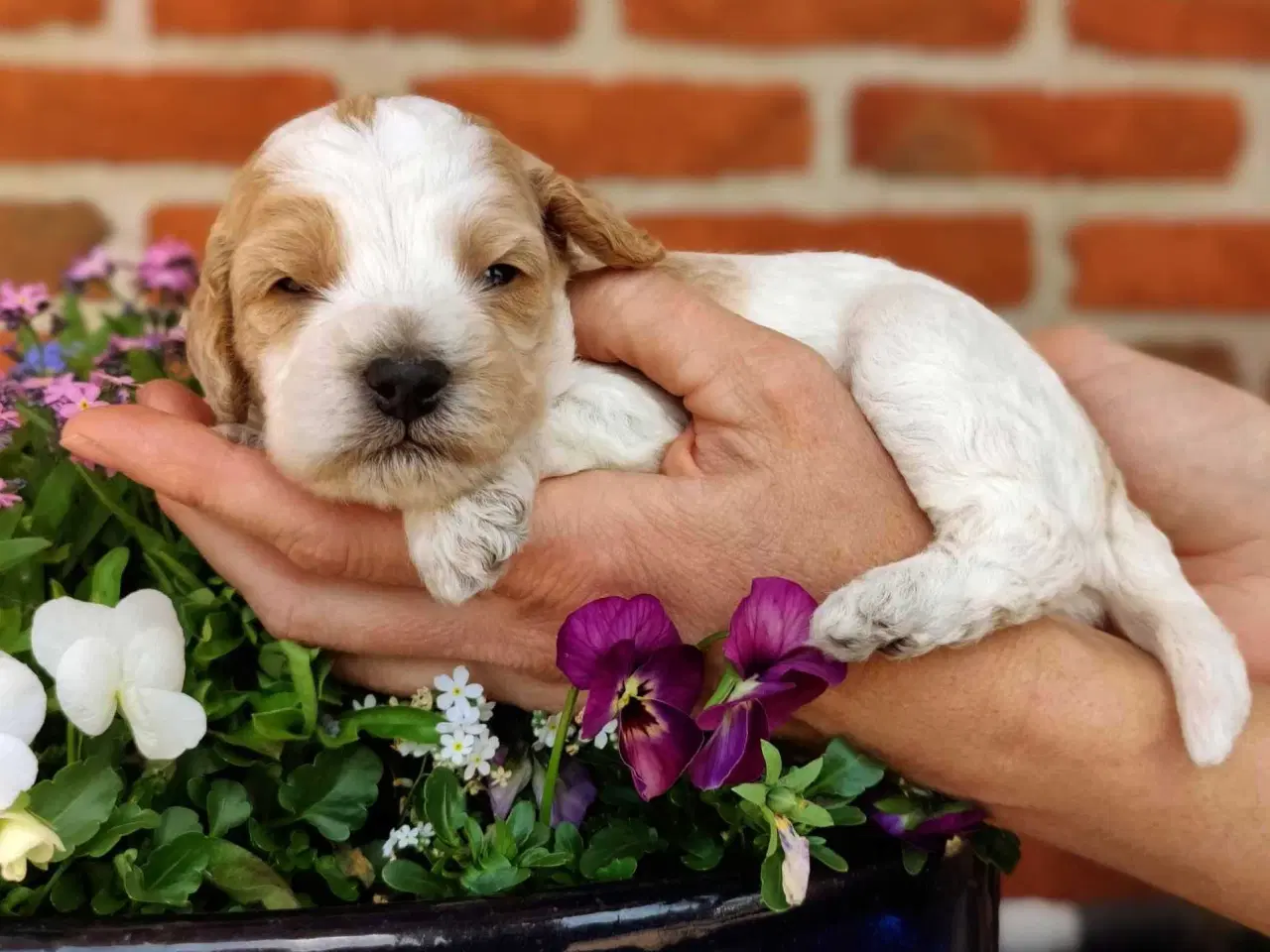 Billede 2 - Billedskøn cavapoo hvalp 