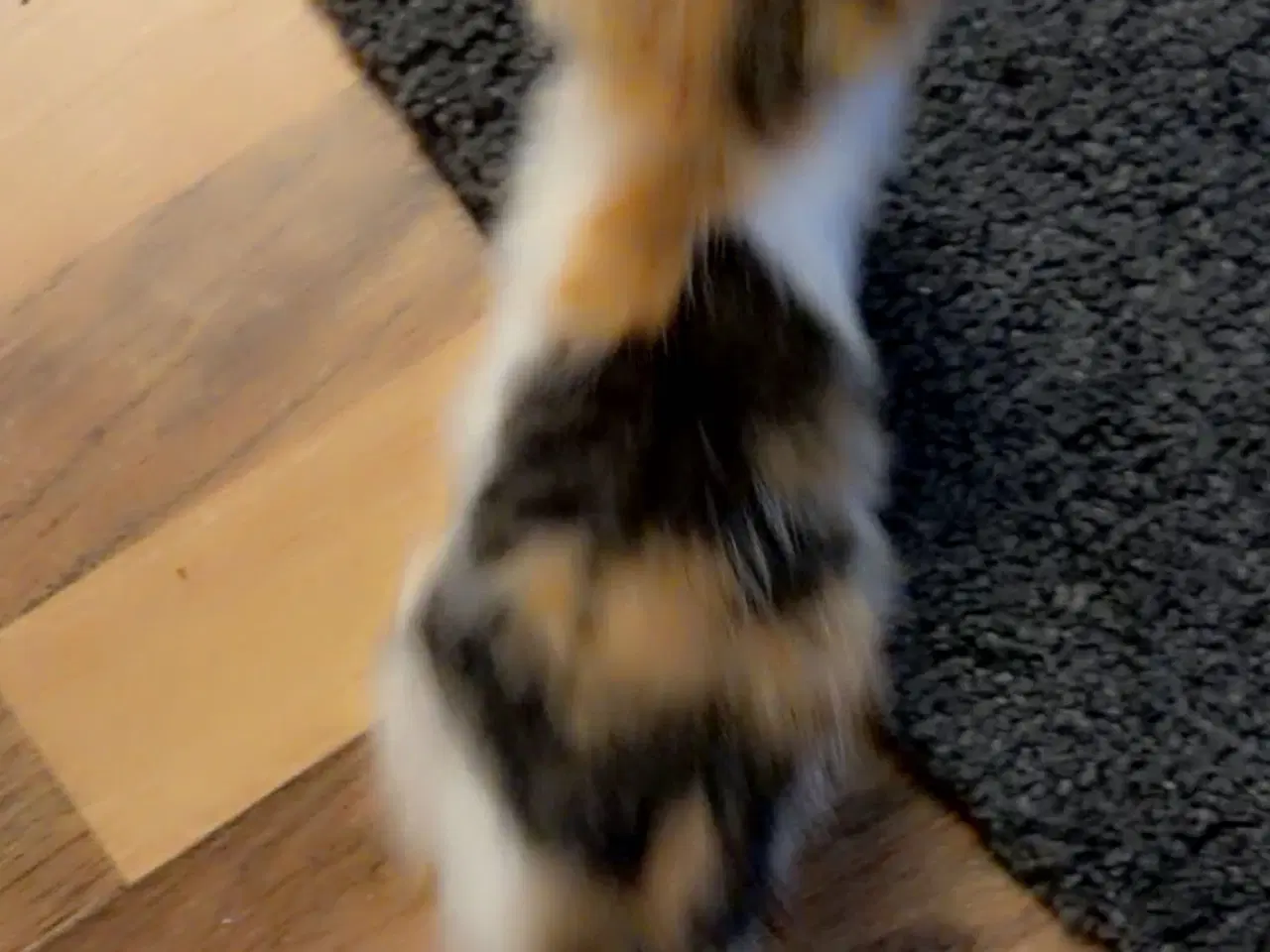 Billede 10 - Søde kælen katte killinger