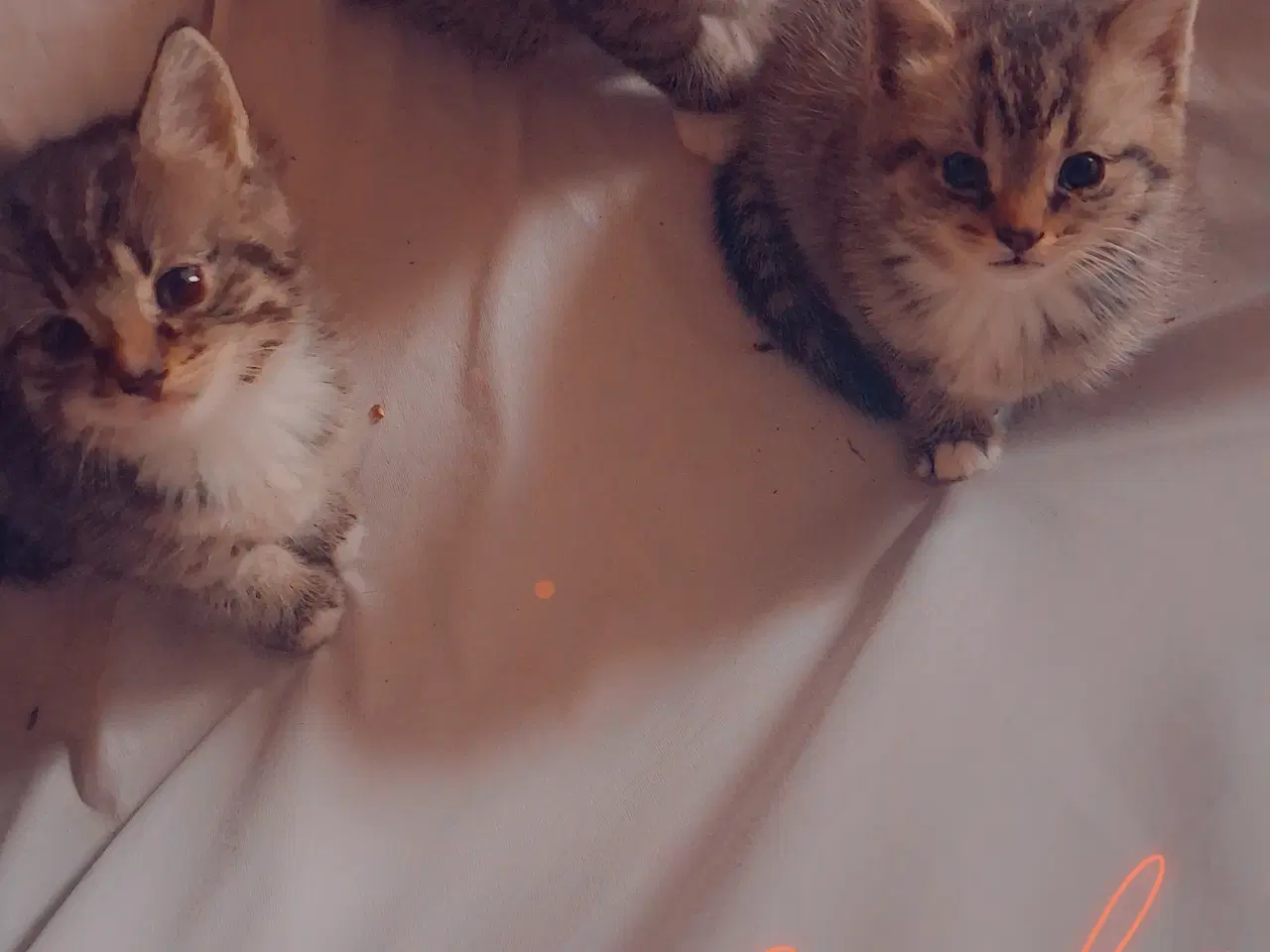 Billede 7 - Minikat.