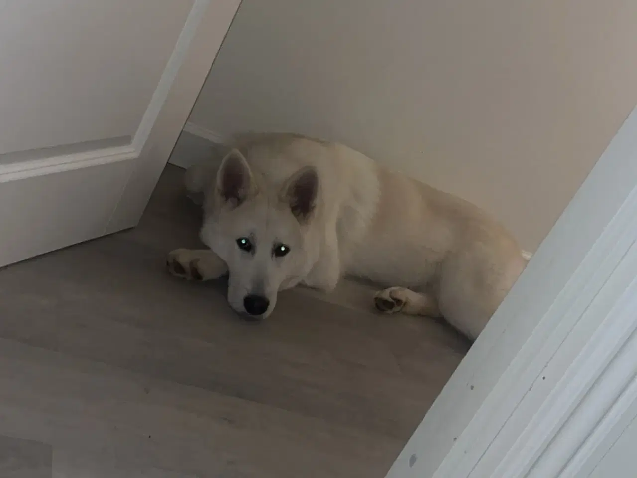 Billede 3 - Alaska malamut og tjekkisk ulvehund