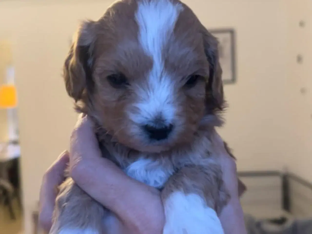 Billede 1 - Mini maltipoo hvalpe 