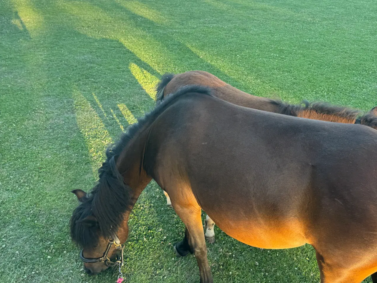 Billede 9 - Sødeste miniature pony sælges