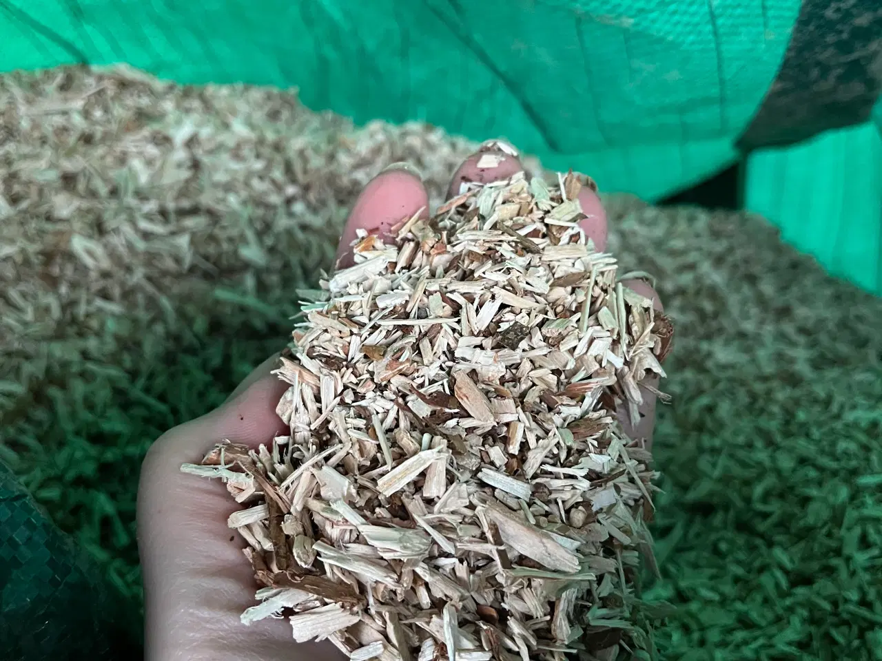 Billede 2 - Strøelse til heste