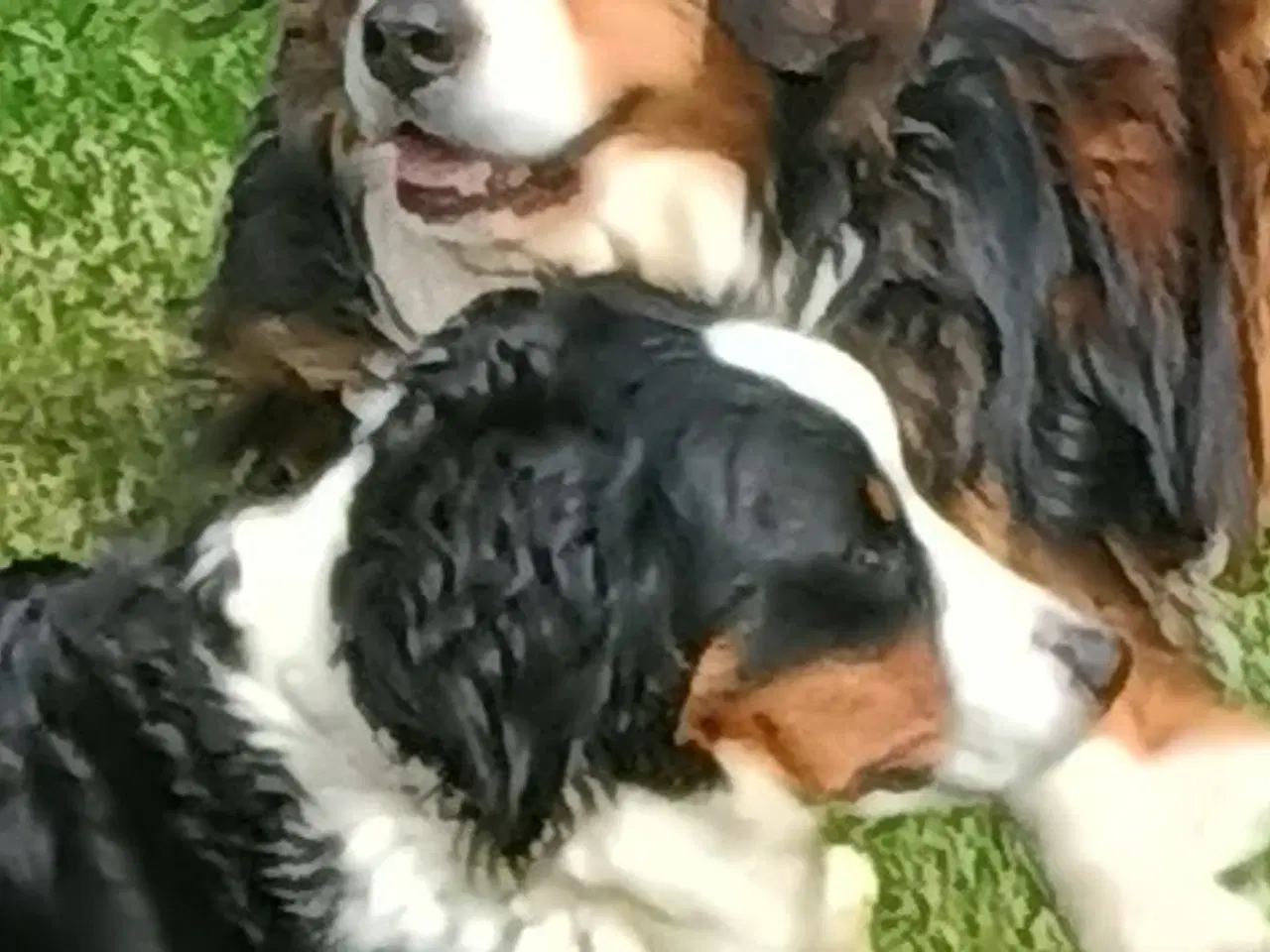 Billede 13 - Cocker Spaniel 