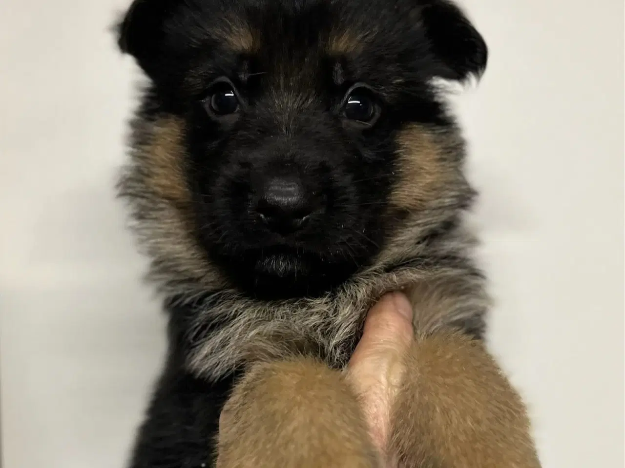 Billede 11 - Langhåret og korthåret schæfer hvalpe