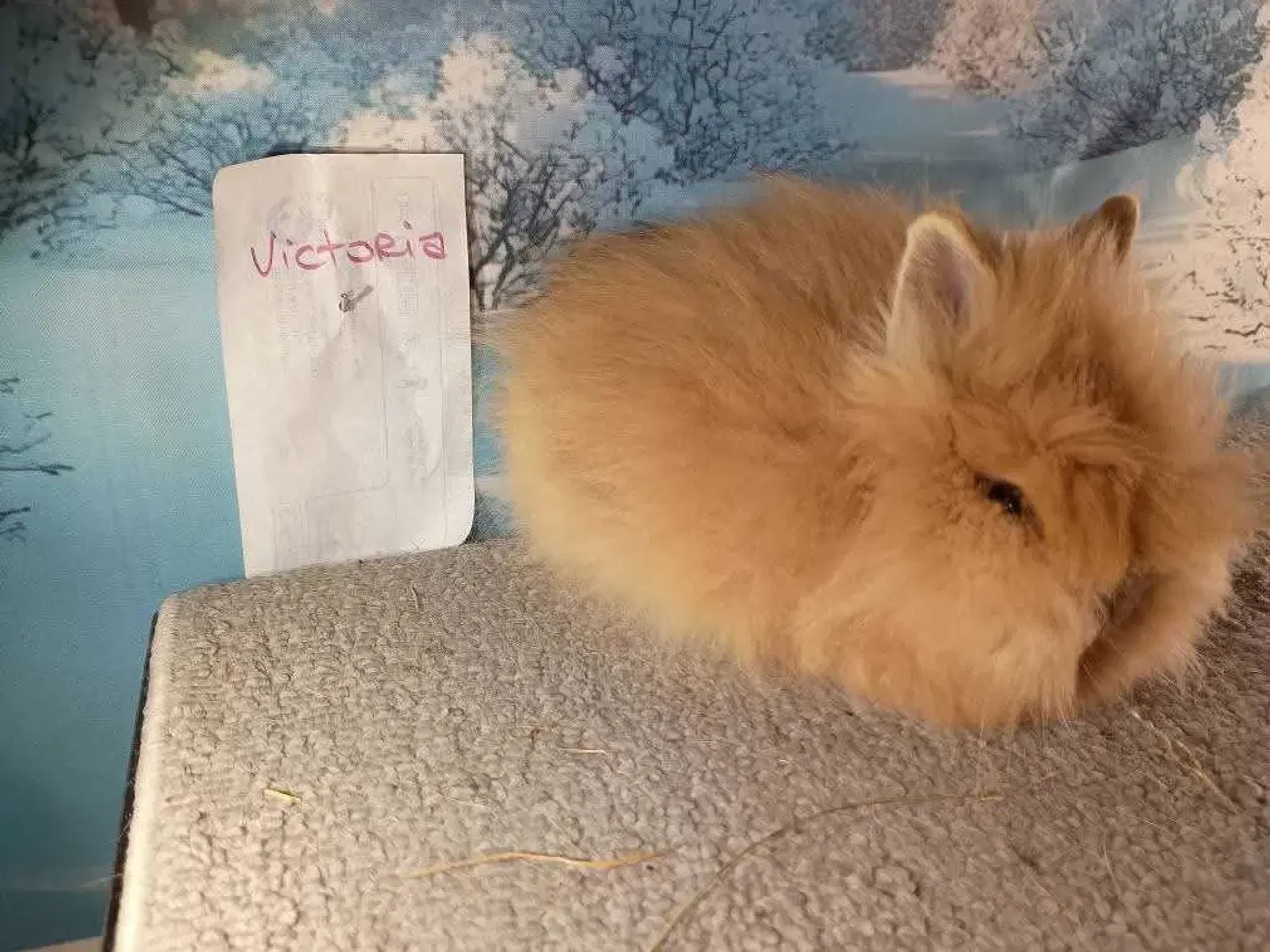 Billede 4 - Ren Racet Teddy Pige (dværg angora kanin