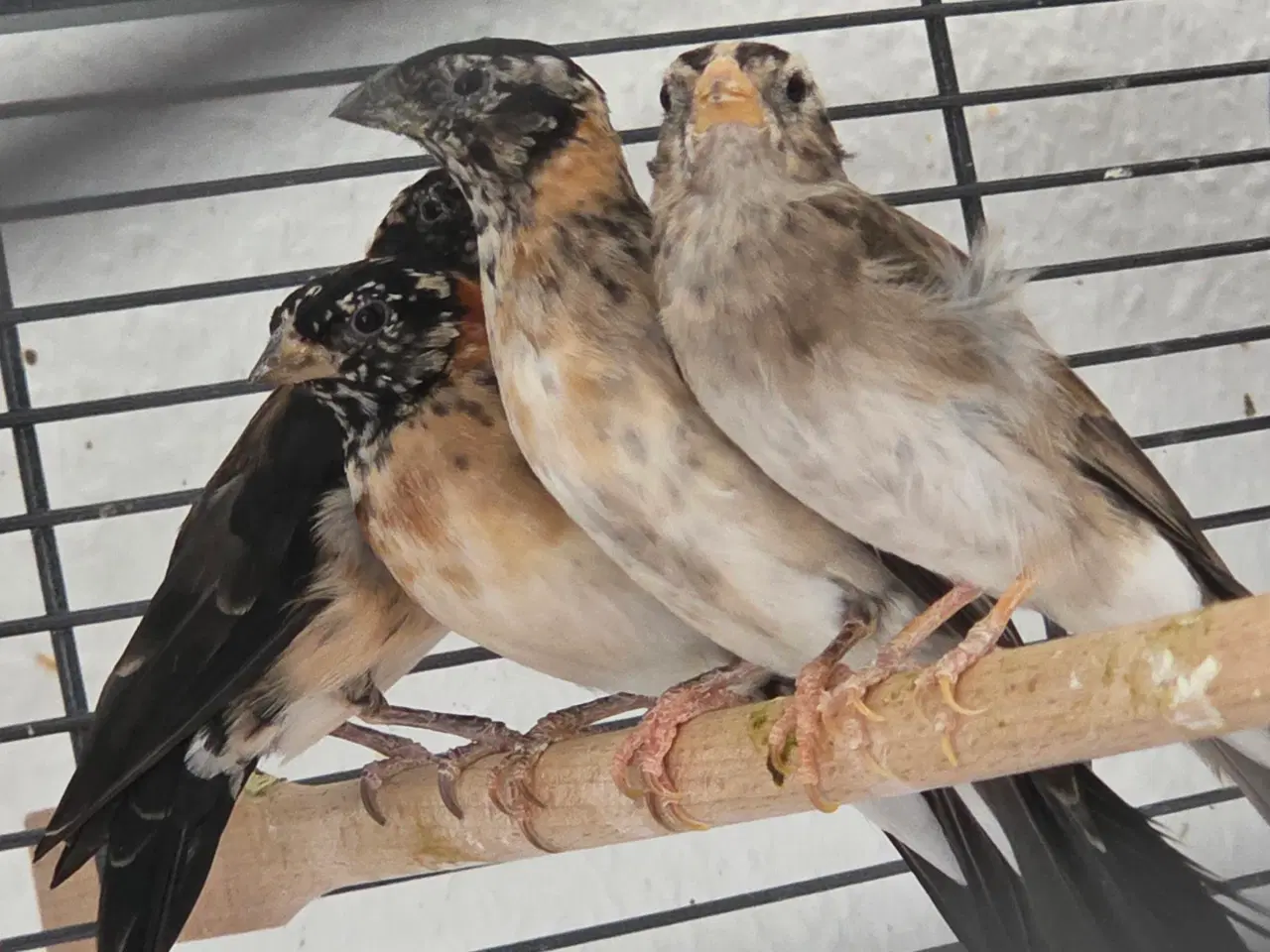 Billede 2 - Paradiseenker 