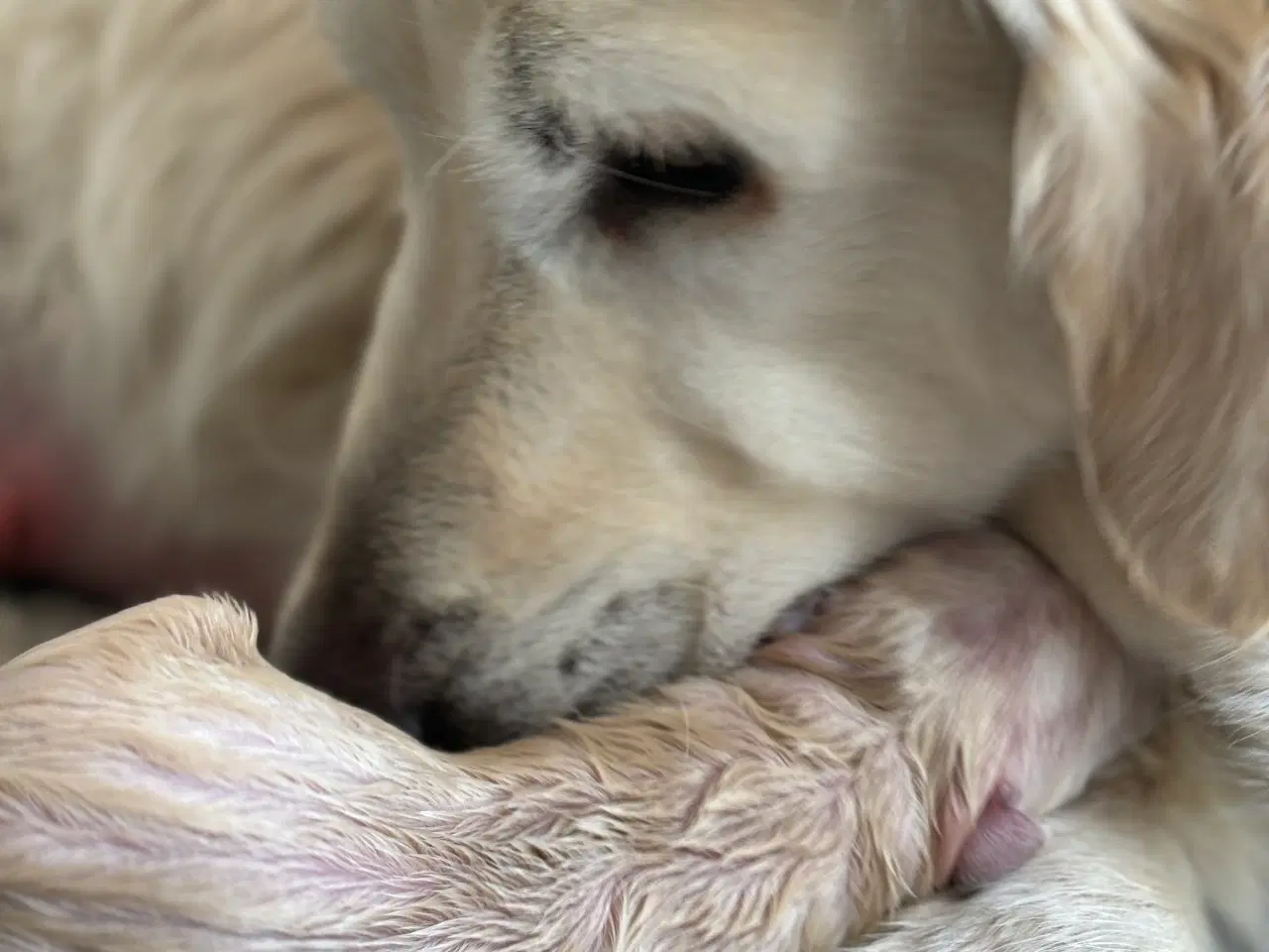 Billede 4 - Golden retriever hvalpe 