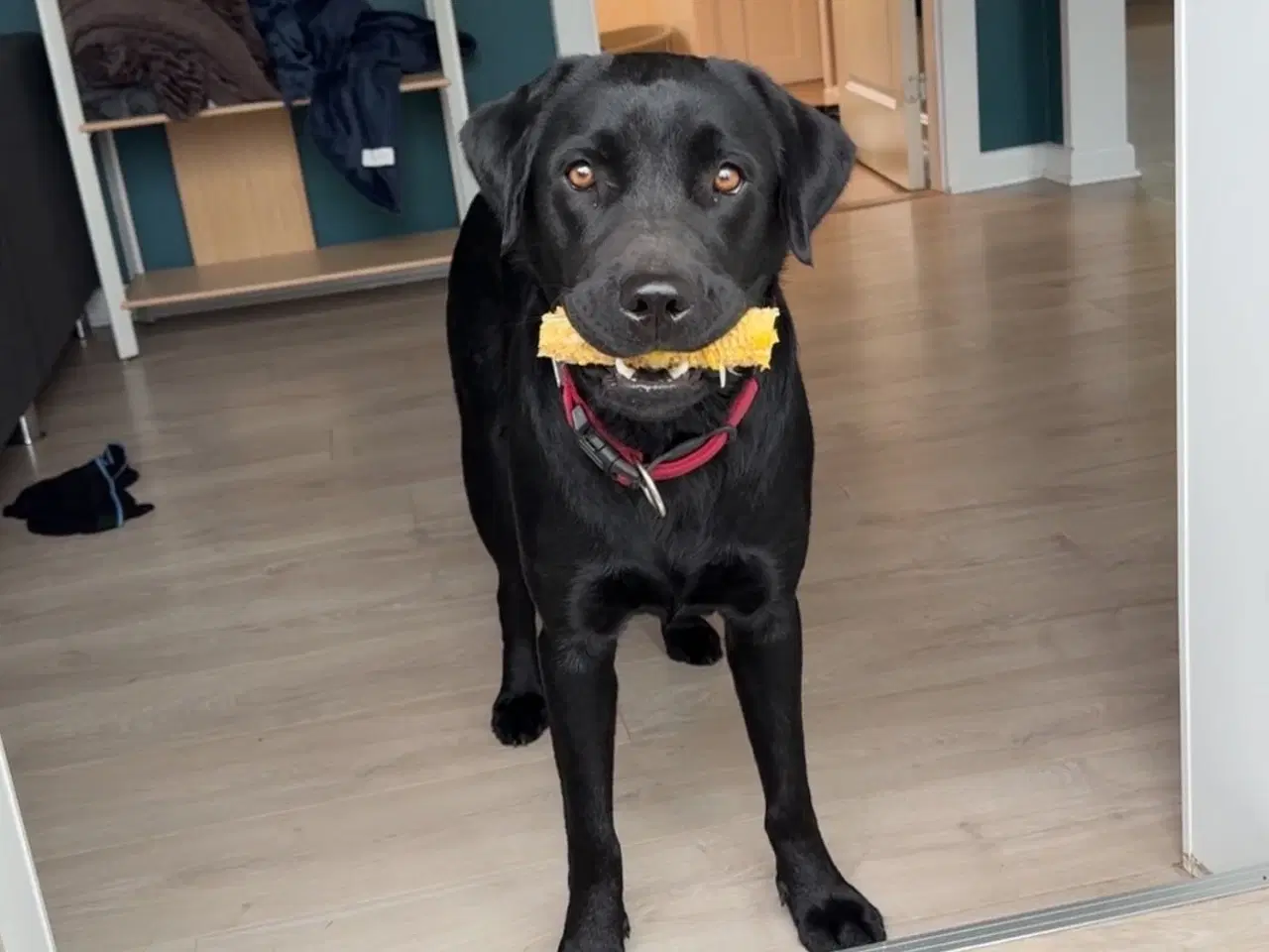 Billede 6 - Sort Labrador 