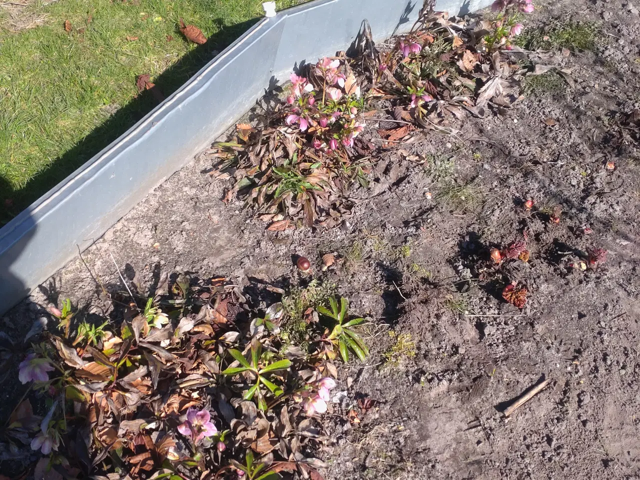 Billede 6 - Buksbom. Hortensia