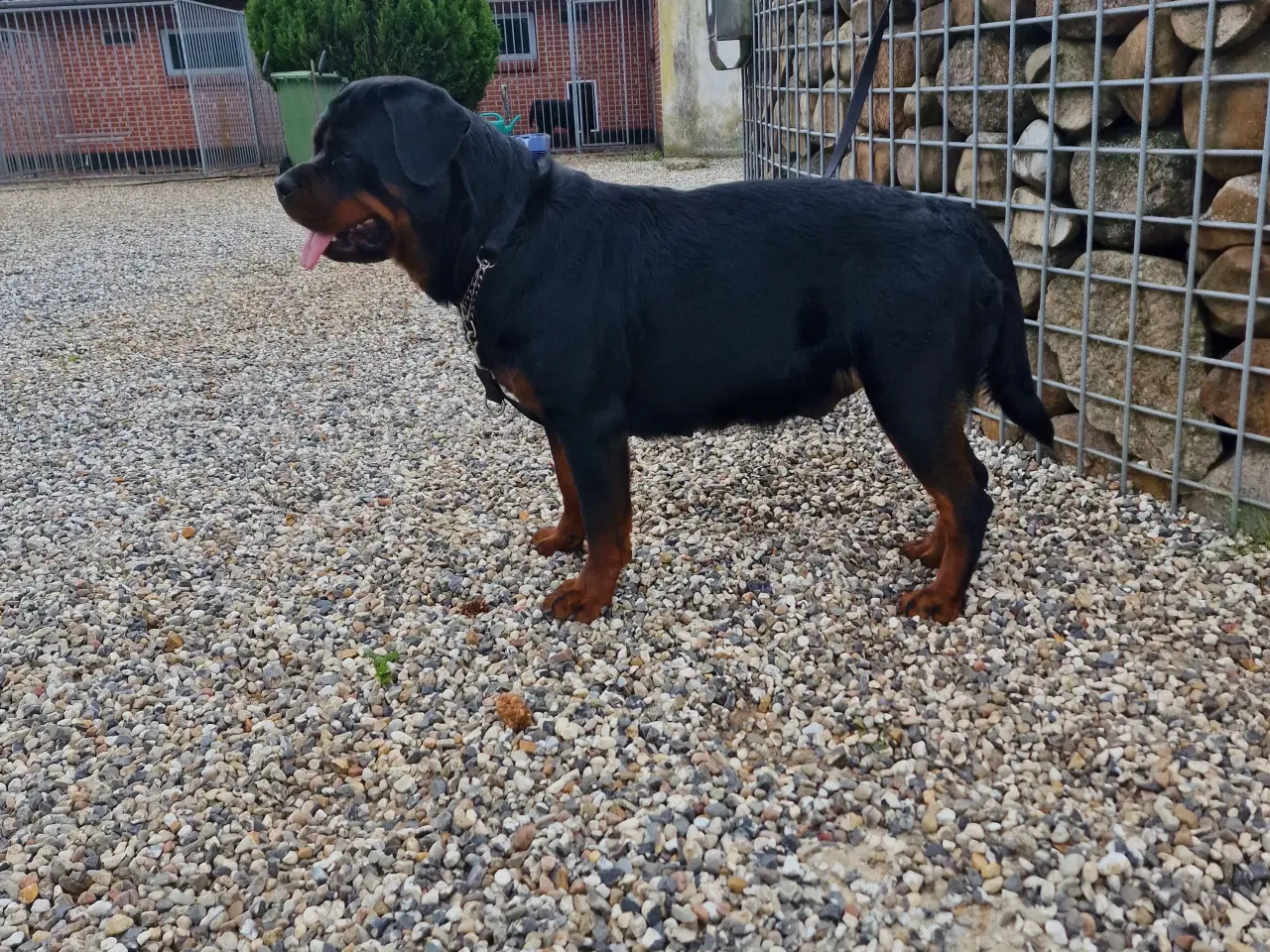 Billede 3 - Rottweilerhvalpe