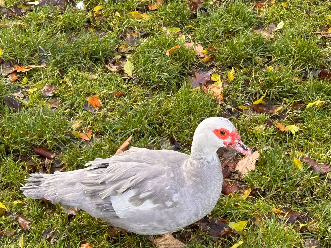 Billede 5 - Moskus Andrikker og lidt Ænder i alle farver