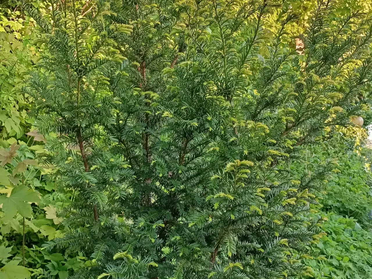 Billede 3 - Taks plante. Træ / Busk