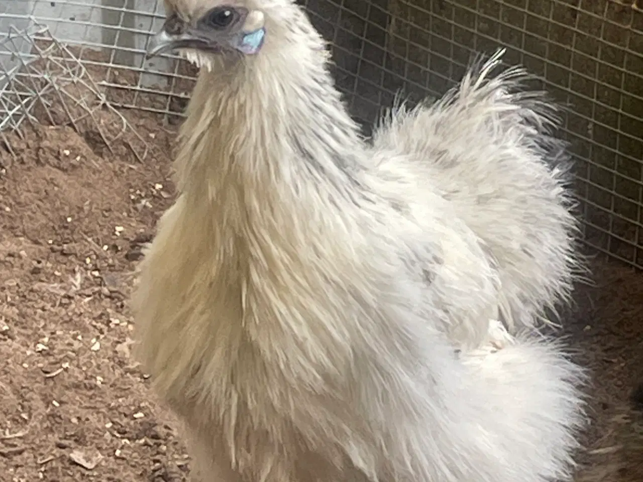 Billede 6 - Silkehøns dværgrace