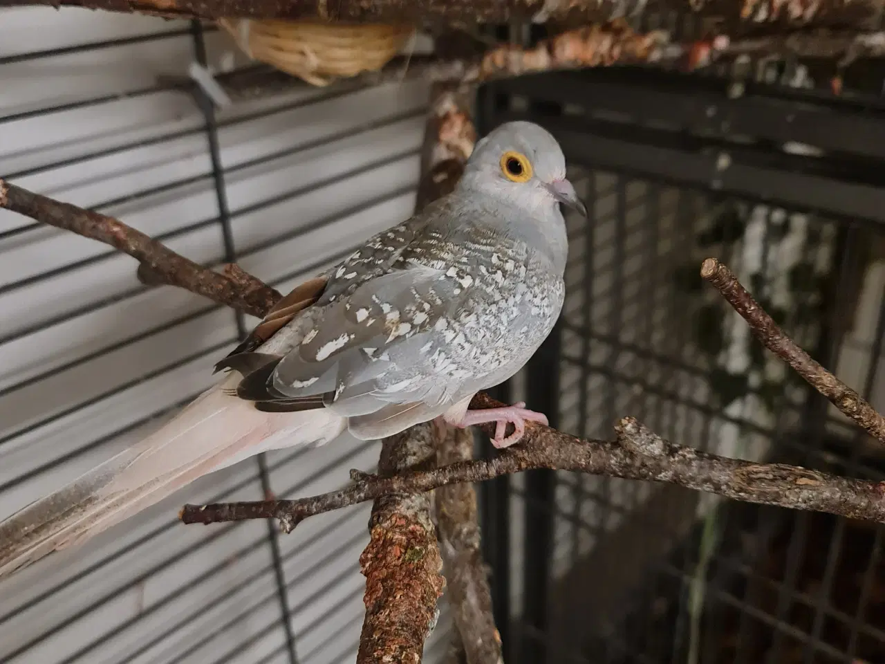 Billede 2 - Jeg søger nyt hjem 