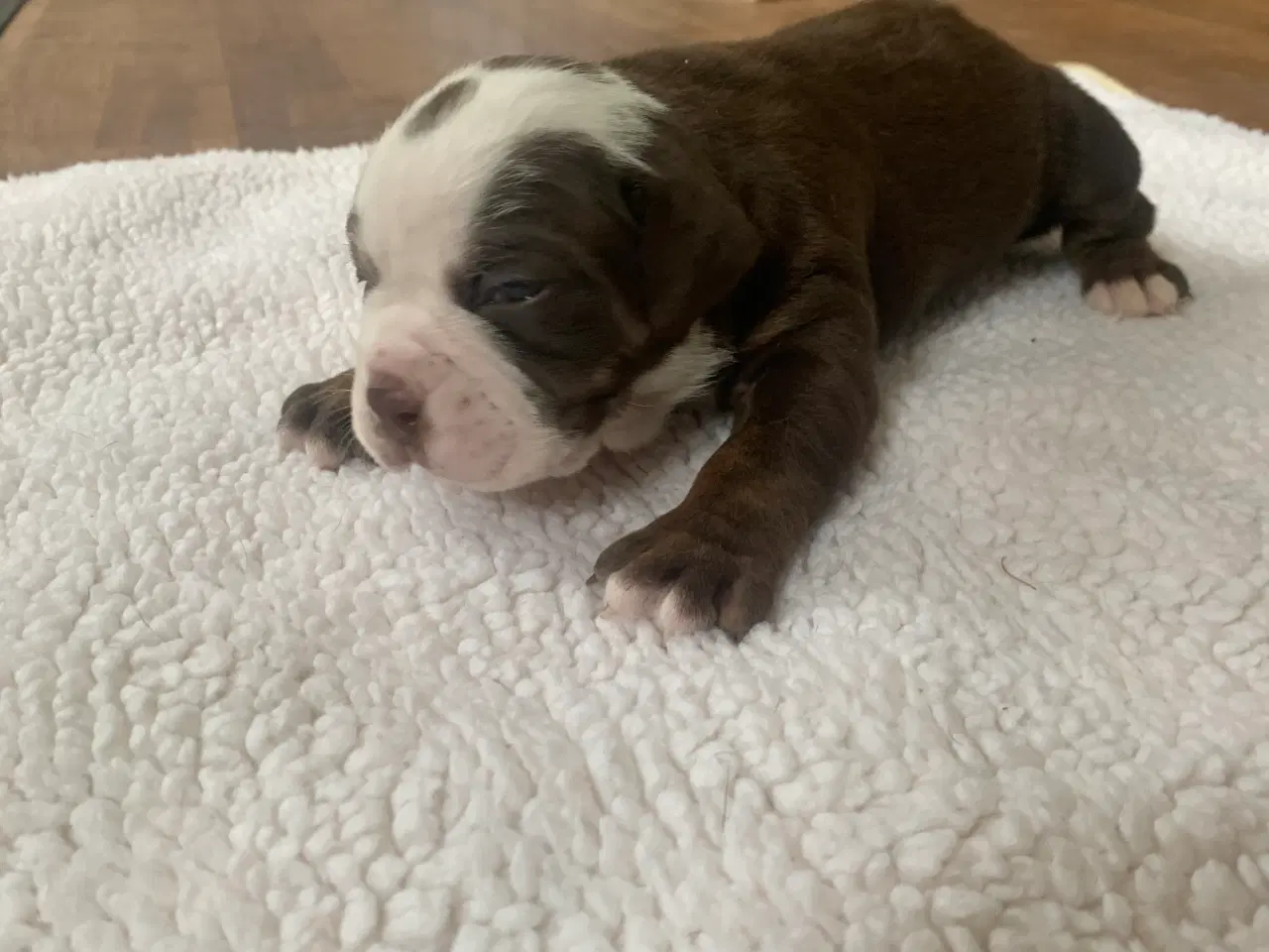 Billede 9 - New English Bulldog hvalpe 