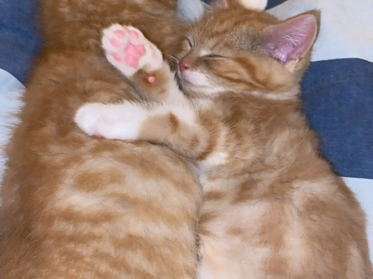 Billede 5 - Killinger 