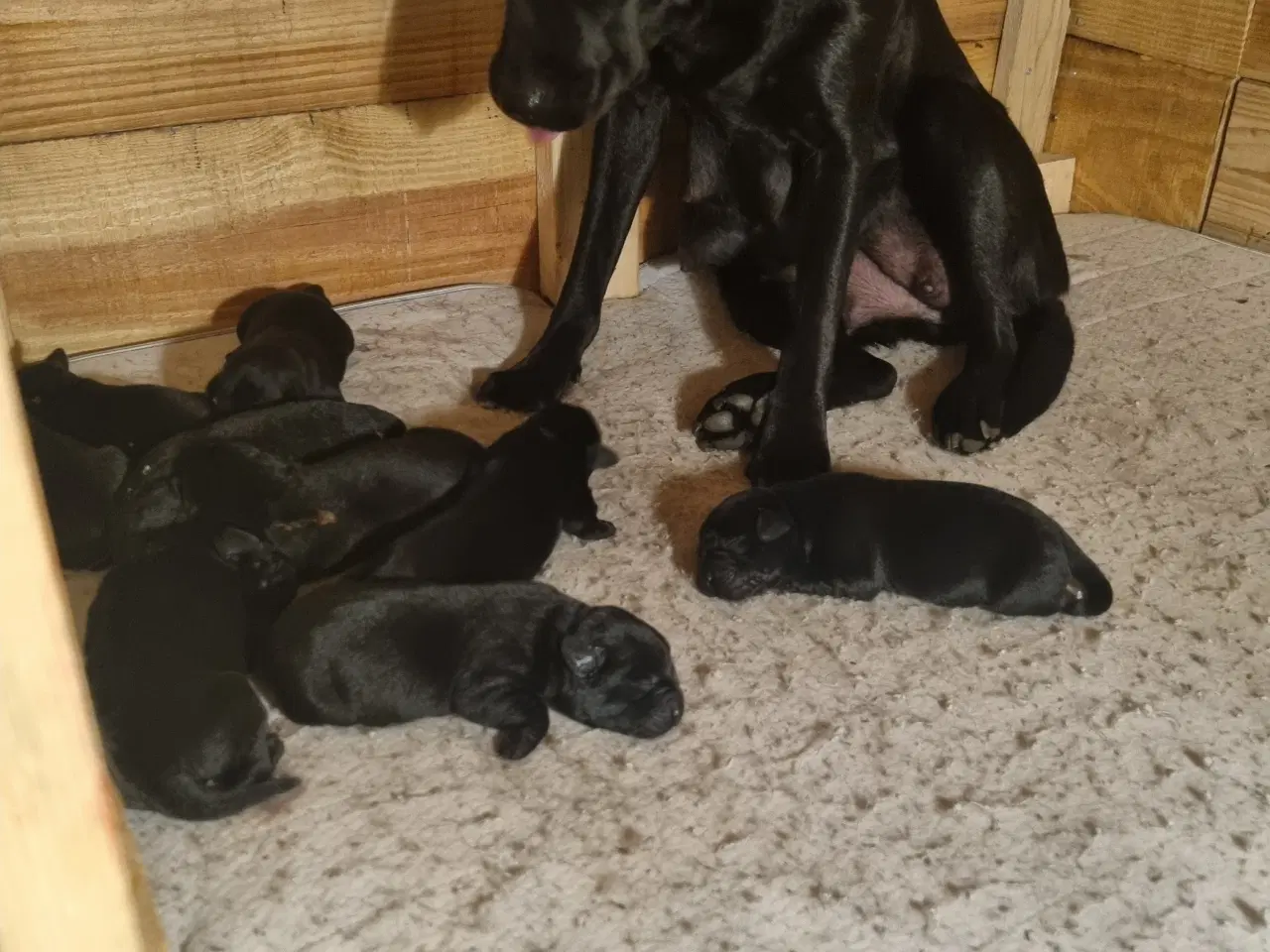 Billede 7 - Formel 1 labrador 