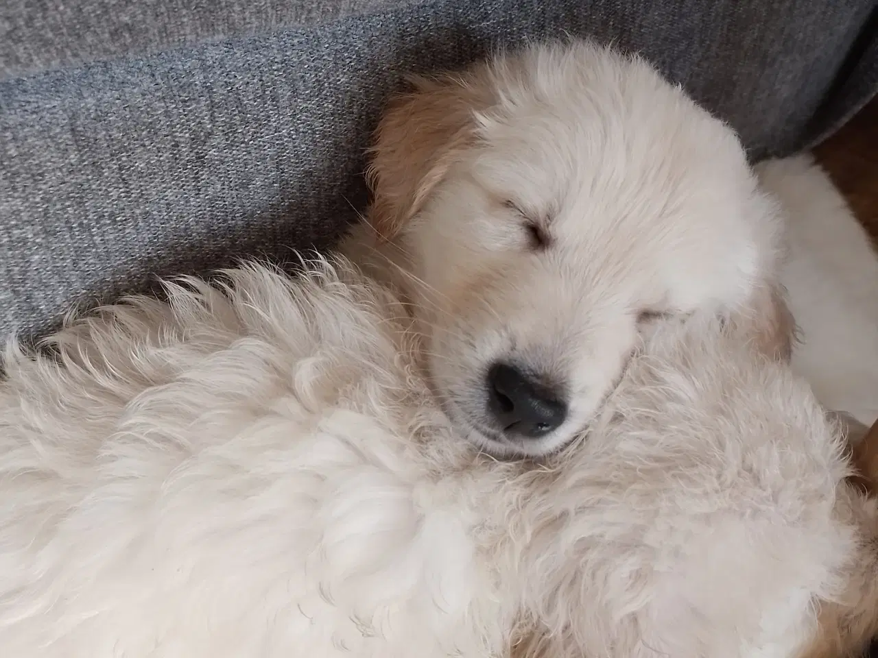 Billede 4 - Goldendoodle hvalpe