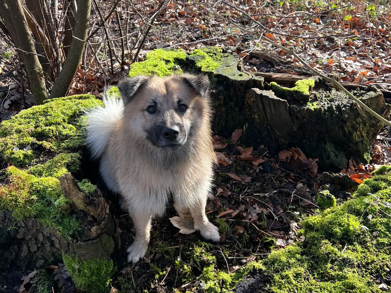 Billede 2 - Sød islandsk fårehund søger foreviget hjem